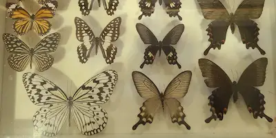 Banna Insect MO