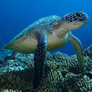 Green Sea turtle resting on the reef in Ishigaki island