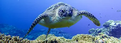 Ishigaki Turtle Snorkeling tour hero Mobile