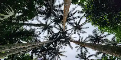 Palm Trees MO