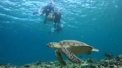 Snorkelers spot a green sea turtle