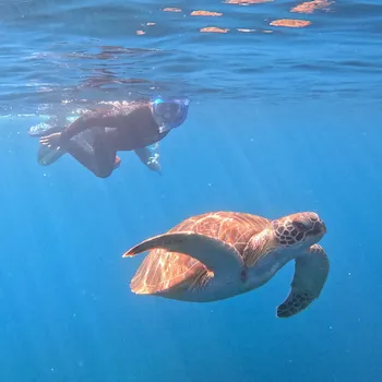 ishigaki green sea turtle snorkeling natural habitat