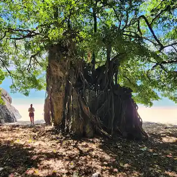 ishigaki hiking island tour hidden beach banyan tree