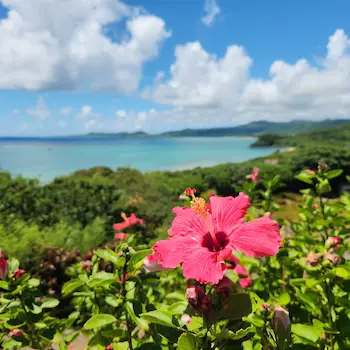 Pink hibiscus flower in the foreground with turquoise sea and green hills at Tamatorizaki, Ishigaki Island