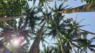 ishigaki palm trees canopy view MO