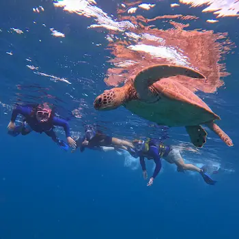 Small group of snorkelers swimming alongside a green sea turtle in Ishigaki during a guided tour