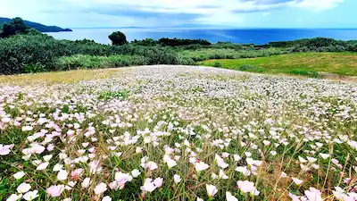 ishigaki wildflower field coastal view about discover ishigaki MO